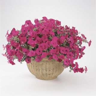 Tidal Wave Purple Petunia Thumbnail